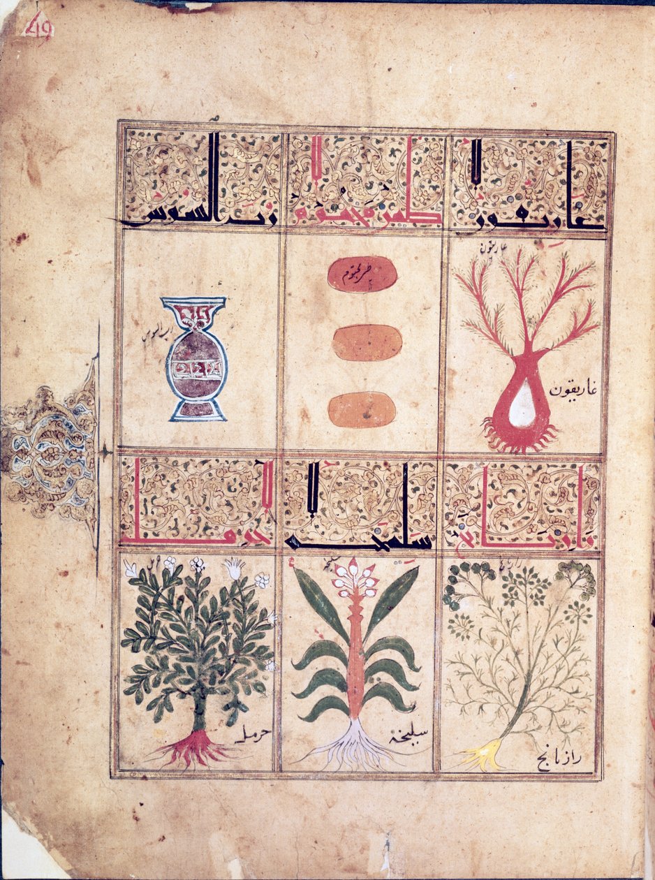 Ms. Arabe 2964 fol.49 Plants from the Treatise of Theriac after Galien, 1217 af Islamic School