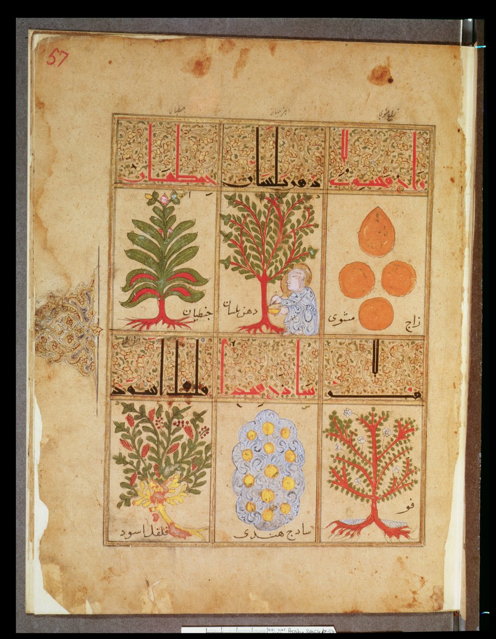 Ms. Arabe 2964 fol.57 Lægeplanter for theriac, fra Treatise of Theriac efter Galien, 1217 af Islamic School