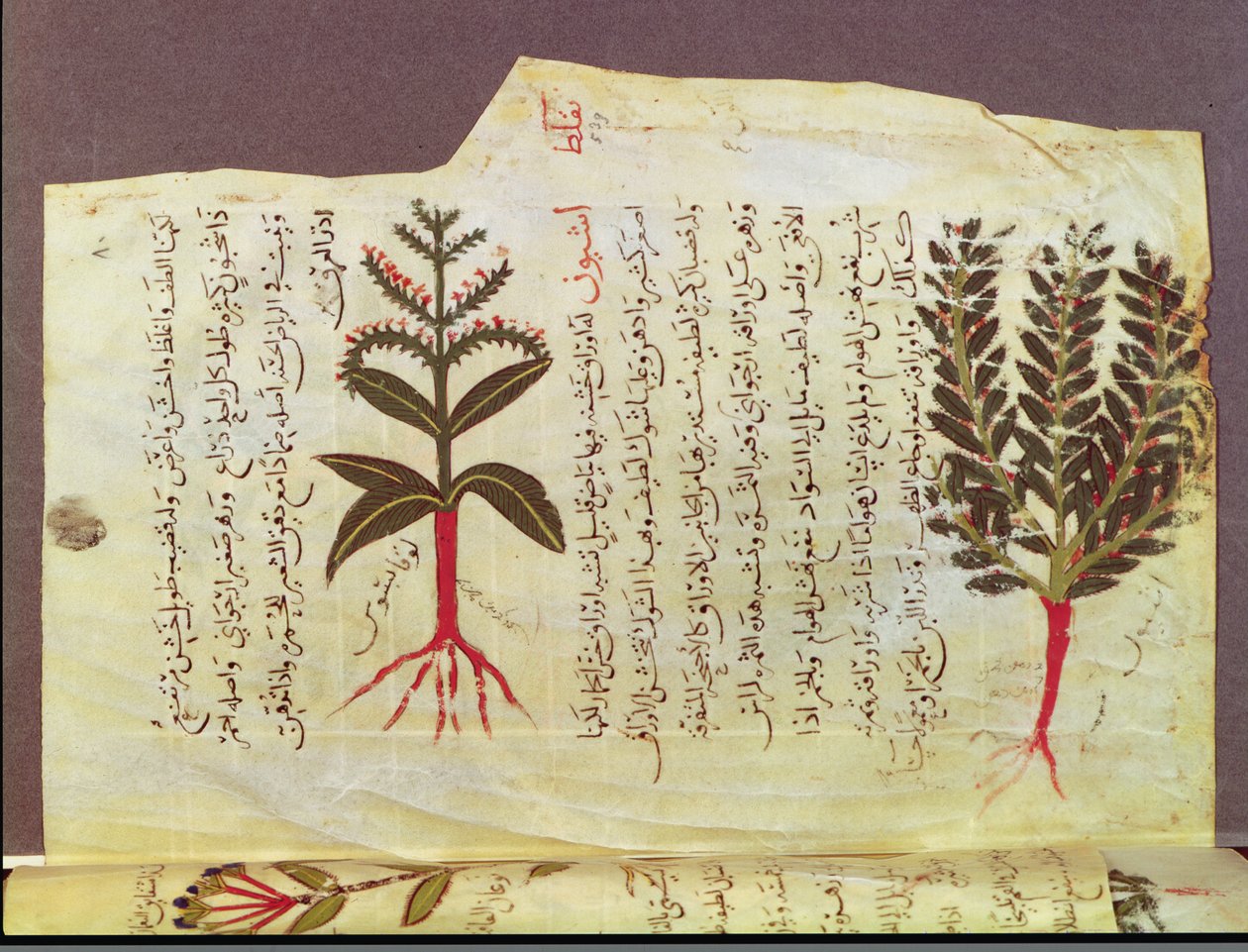Ms. Arabe 4947 fol.84, Planter fra en afhandling af Dioscoride, 1200-tallet af Islamic School