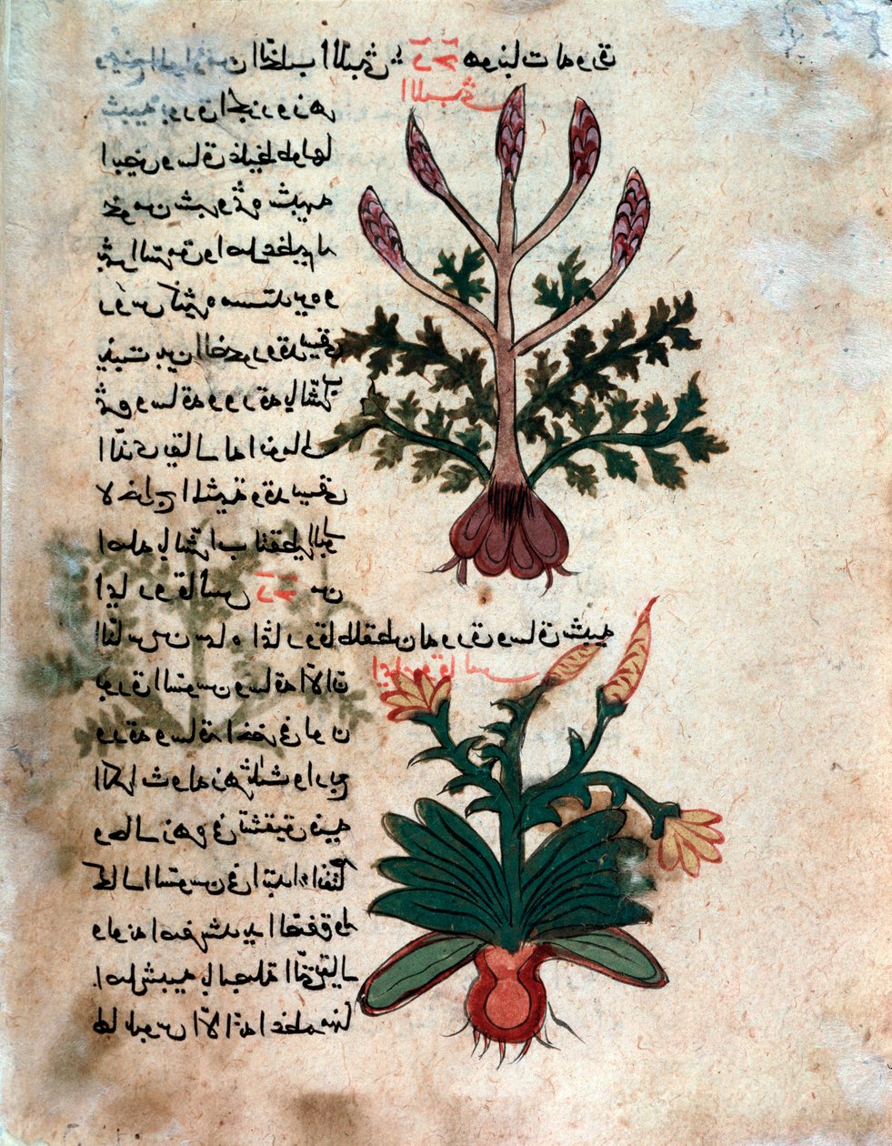 Side fra et medicinsk herbarium (manuskript af Islamic School