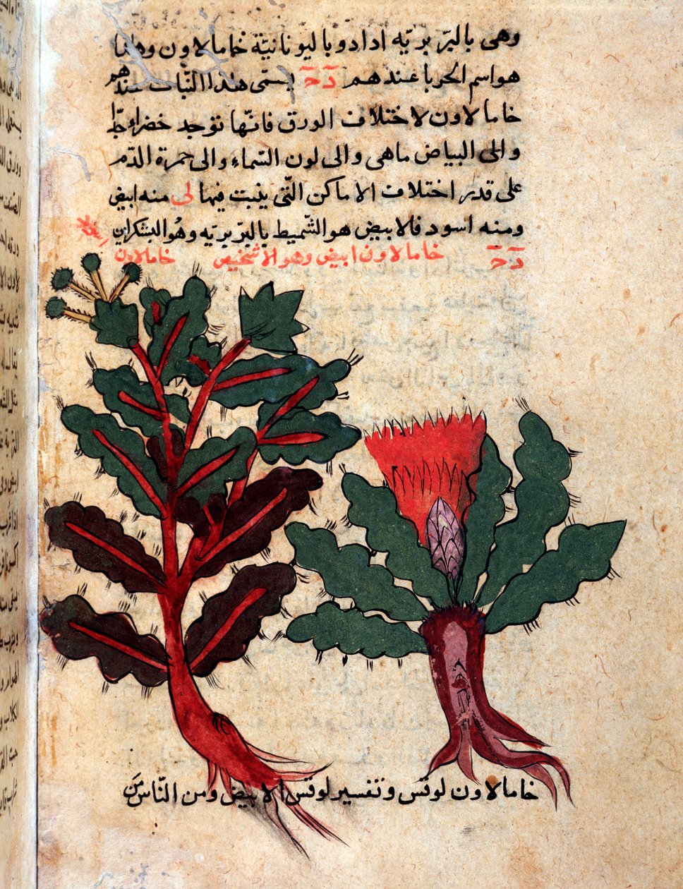 Side fra et medicinsk herbarium (manuskript af Islamic School