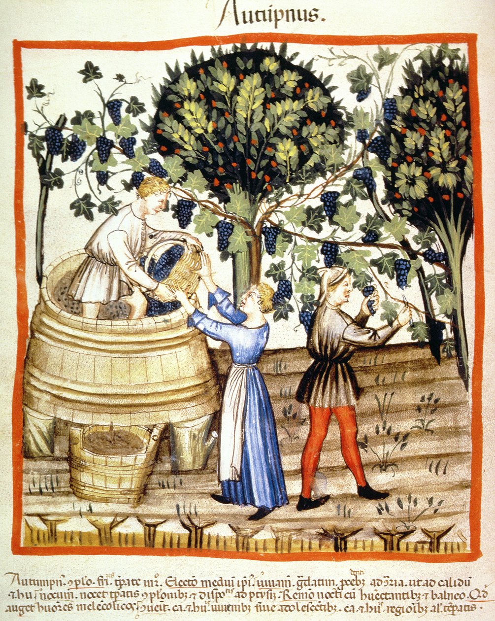 Fol.54v Autumn: The Grape Harvest, illustration fra Tacuinum Santiatis Codex Vindobonensis af Italian School
