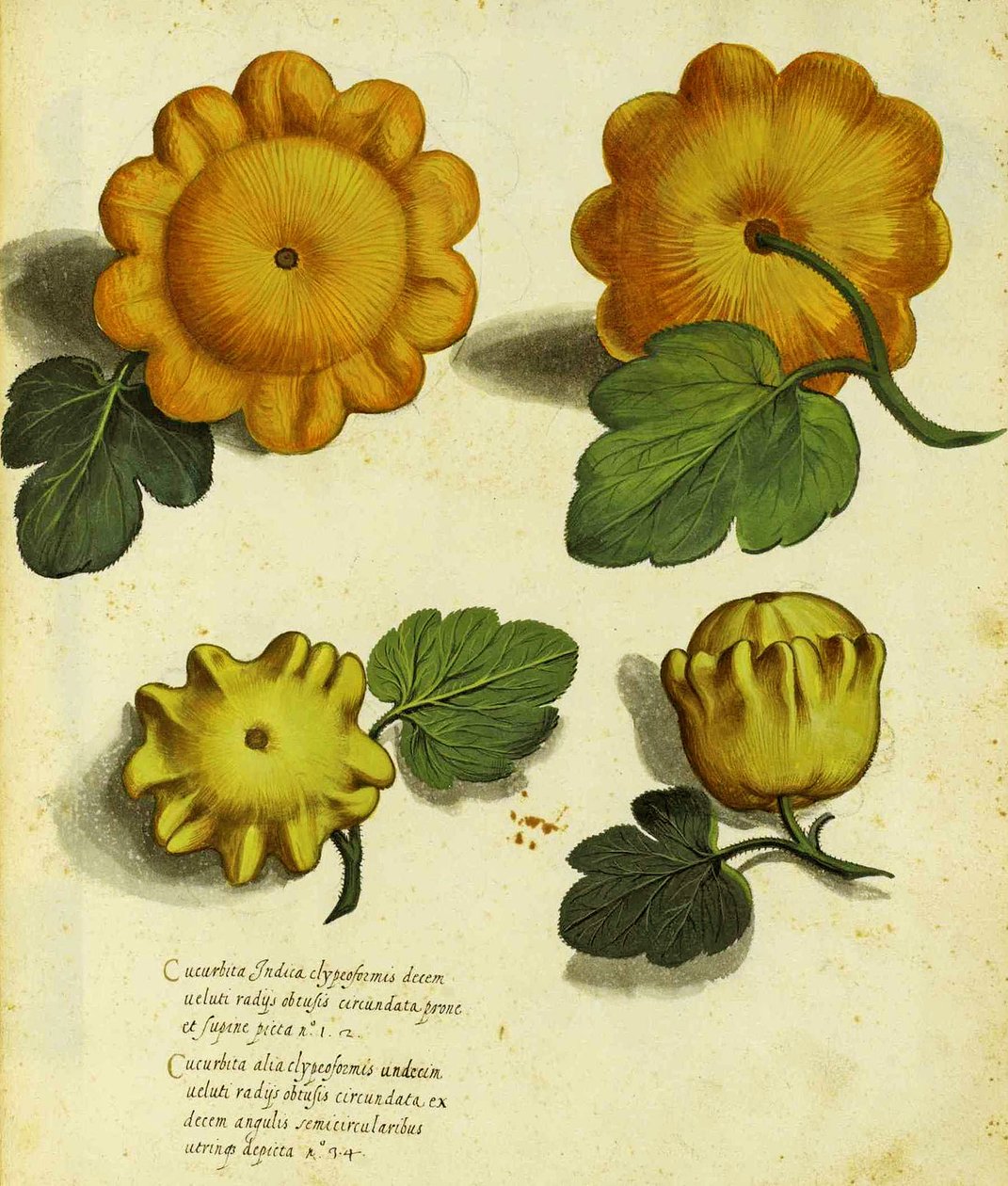 Heirloom Squash af Ulisse Aldrovandi (1522 - 1605) plade udgivet i Piante Fiori Frutti (håndfarvet gravering). af Italian School