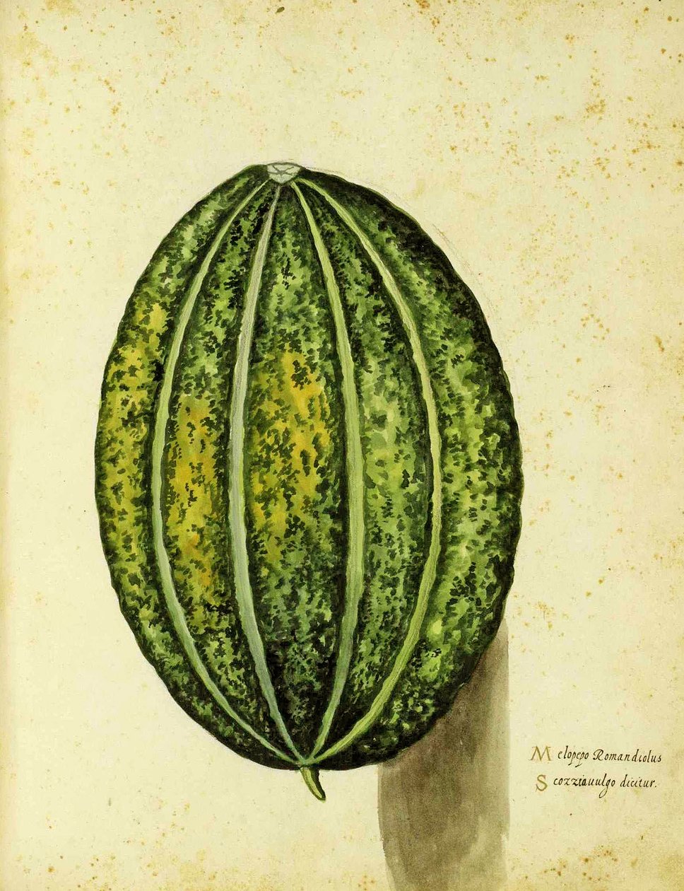 Heirloom Squash af Ulisse Aldrovandi (1522 - 1605) plade udgivet i Piante Fiori Frutti (håndfarvet gravering). af Italian School