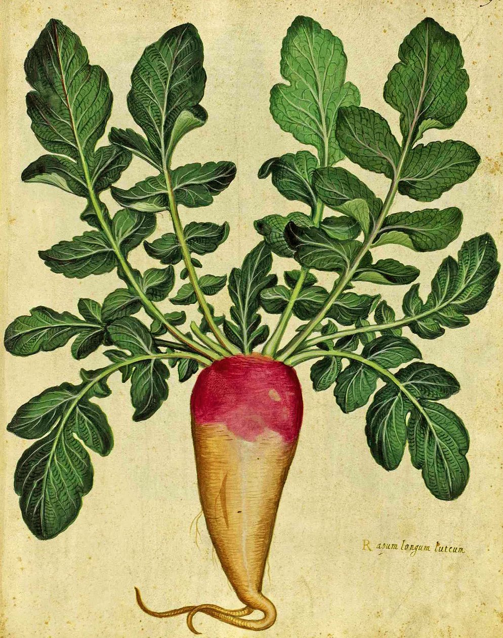 Lang majroe af Ulisse Aldrovandi (1522 - 1605) plade udgivet i Piante Fiori Frutti (håndfarvet gravering). af Italian School