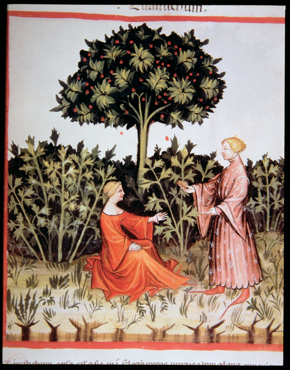 Nova 2644 fol. 36r Samler knoldselleri, fra Tacuinum Sanitatis Code Vindobonensis af Italian School