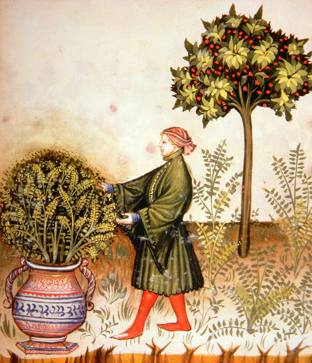 Nova 2644 fol.31r Skærebasilikum, fra Tacuinum Sanitatis af Italian School