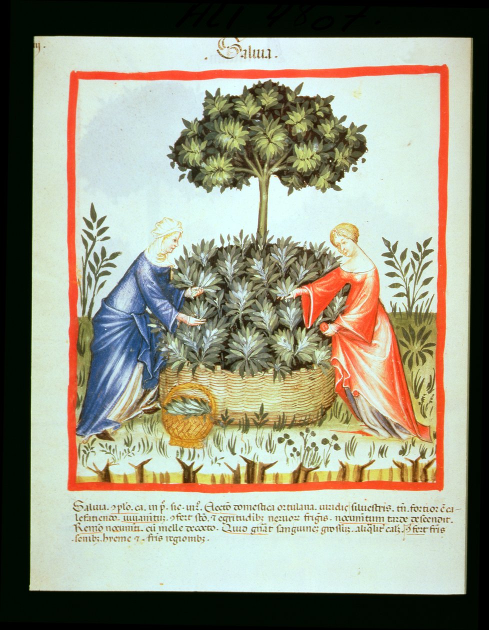 Nova 2644 fol.37v Skæresalvie, fra Tacuinum Sanitatis af Italian School