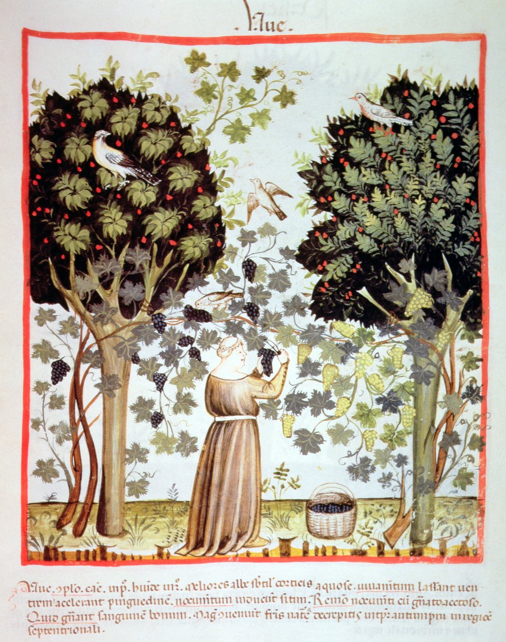 Nova 2644 fol.5r Høstdruer, Tacuinum Sanitatis af Italian School