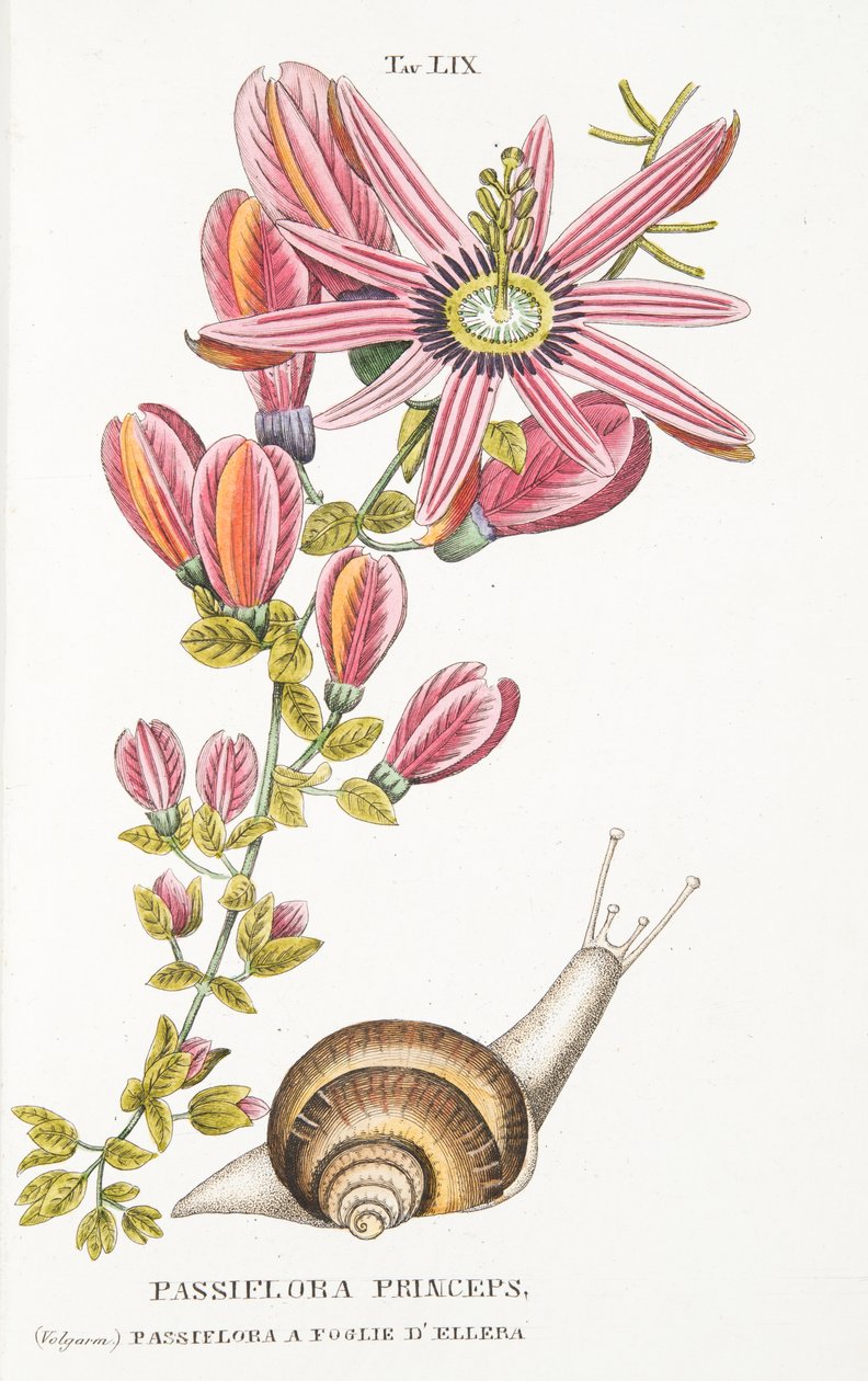Passiflora Princeps, plade LIX, fra LAntotrofia Ossia La Coltivazione DeFiori af Antonio Piccioli, pub.1834 af Italian School