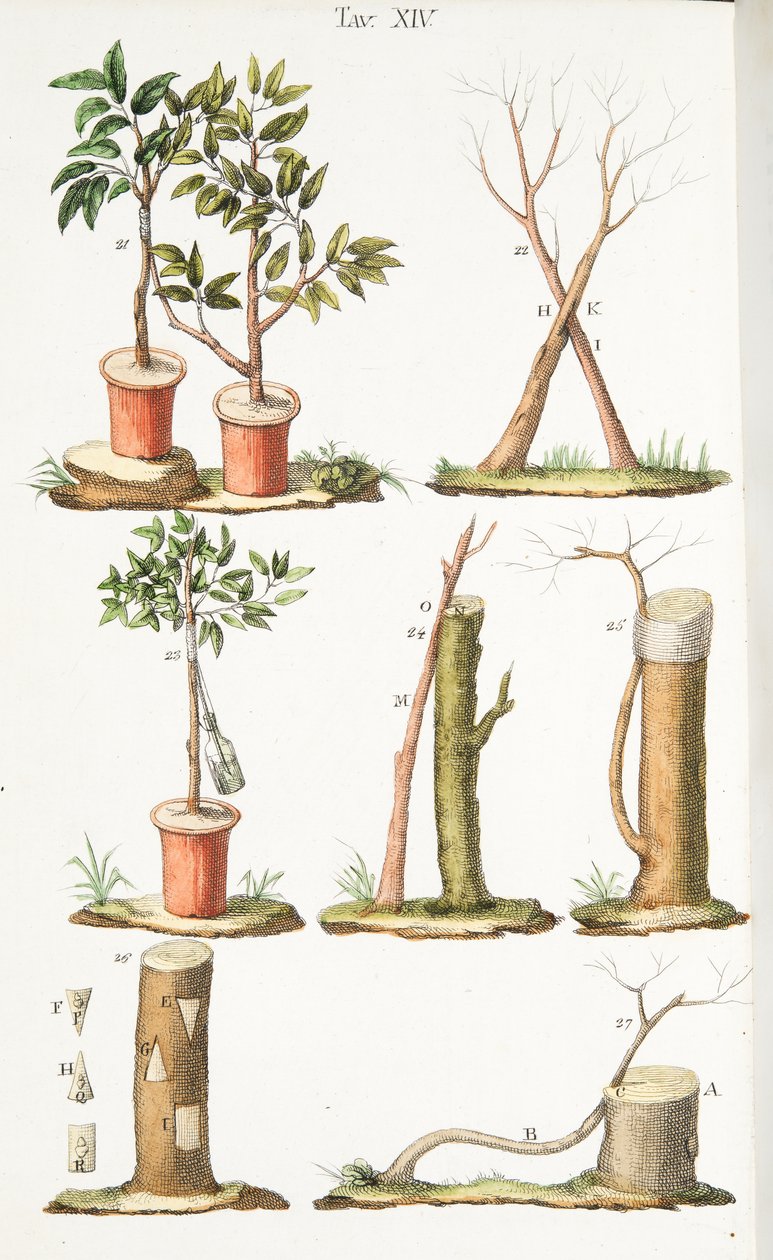 Forskellige eksempler på podning af frugttræer, plade XIII, fra LAntotrofia Ossia La Coltivazione DeFiori af Antonio Piccioli, pub.1834 af Italian School