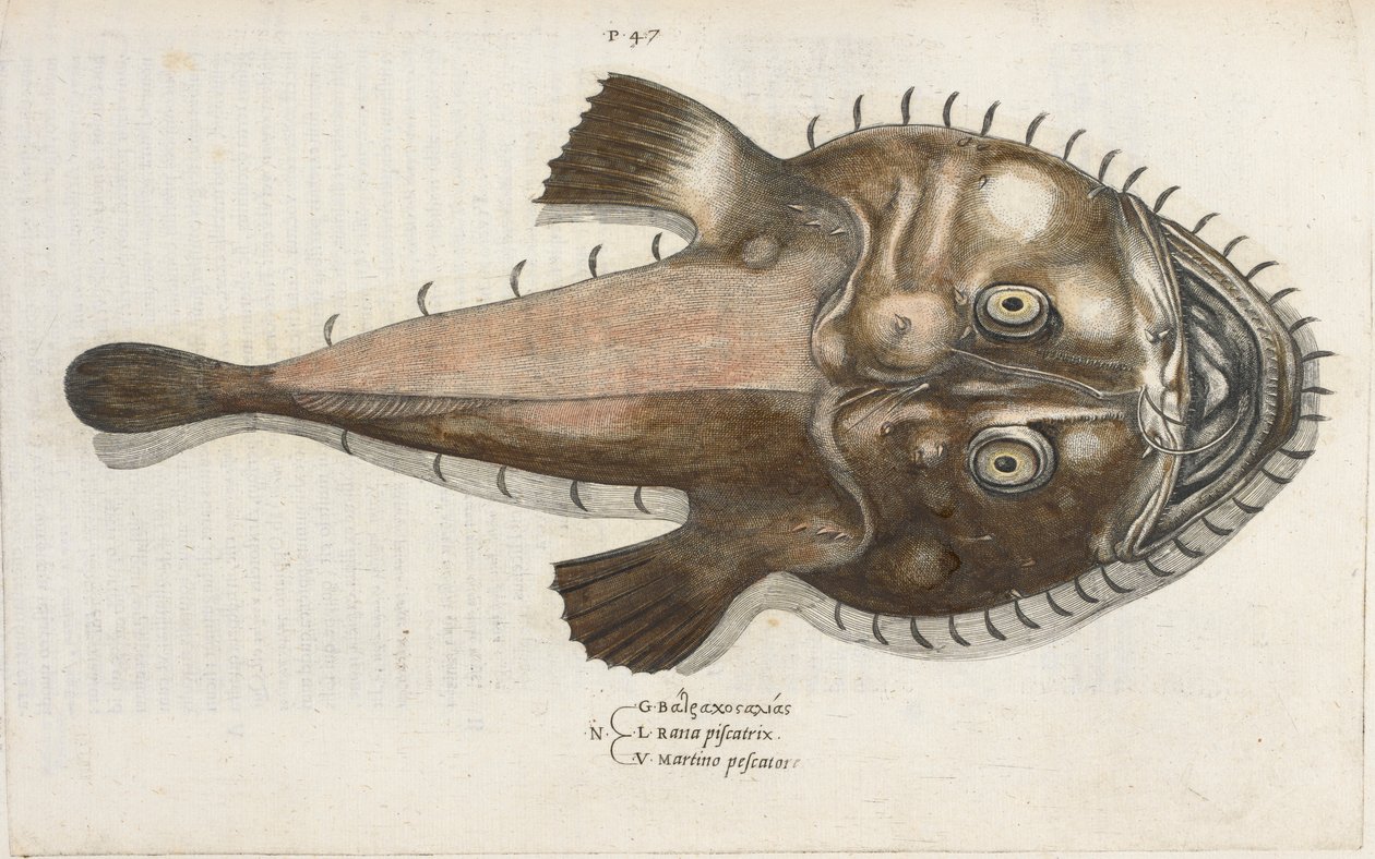 En tudsefisk, illustration fra 