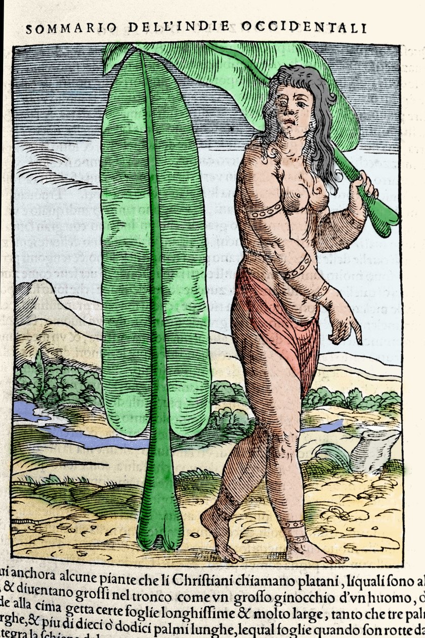 En vestindisk indfødt stående ved et tobaksblad. Gravering fra bogen "" Navigationi og Viaggi"" vol. III af Giovanni Battista Ramusio (1485-1557), Venedig 1565. af Italian School