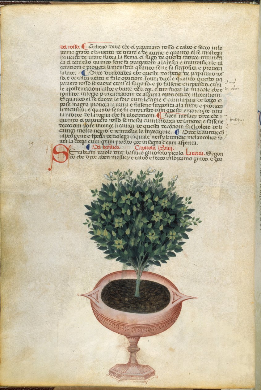 En basilikumplante i en potte, illustration fra 