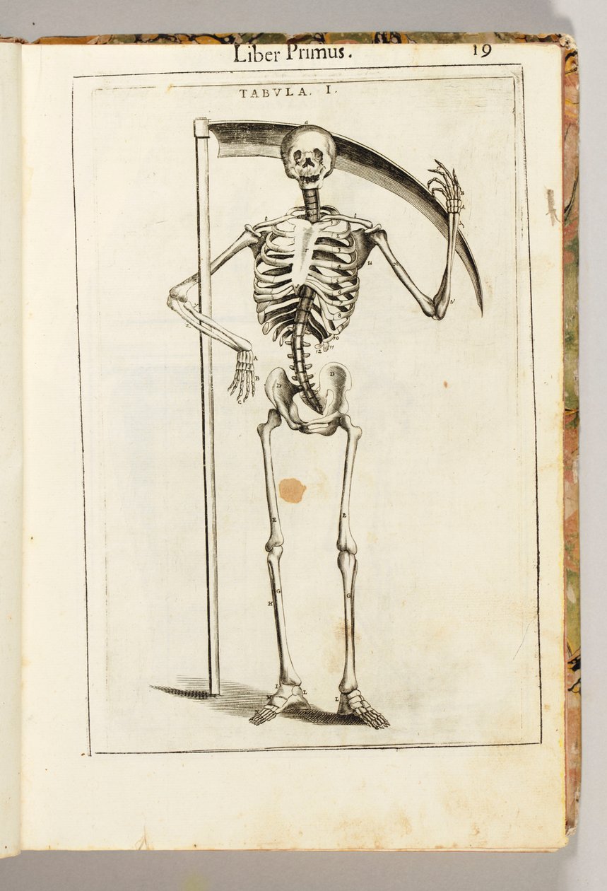 Et skelet, der holder en le i stil med en grim mejer, fra "The Anatomy of the Human Body" af Guido Guidi af Italian School