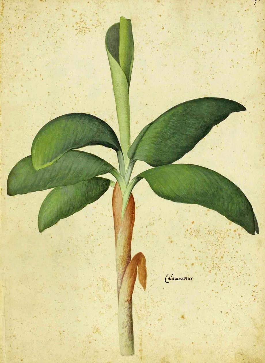 Acorus calamus af Ulisse Aldrovandi af Italian School