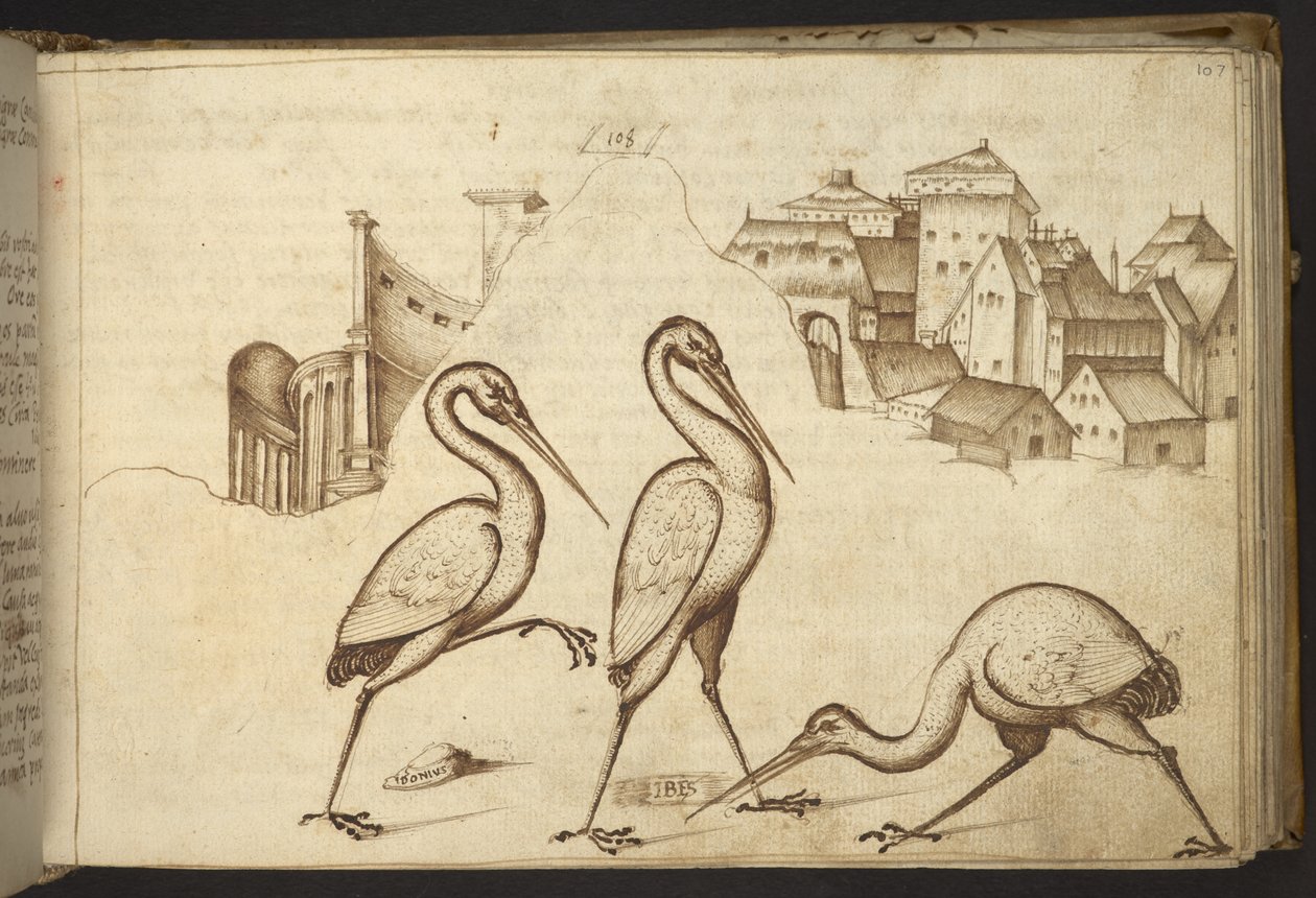 Tilføje. 82955, f.107   Ibiser (
