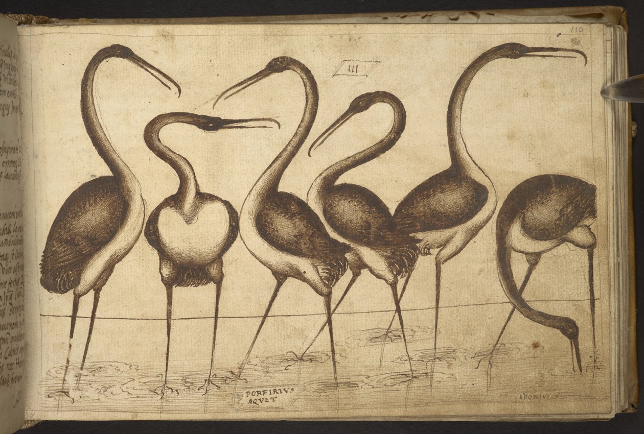 Tilføje. 82955, f.110 Fugle.   , fra Historia Animalium, (bestående af 245 pen-og-blæk-tegninger af forskellige dyrearter og mytiske væsner, hver ledsaget af en beskrivelse.)    1595 af Italian School