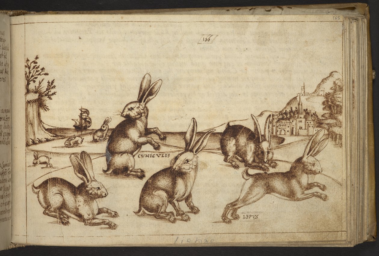 Tilføje. 82955, f.165 Kaniner (