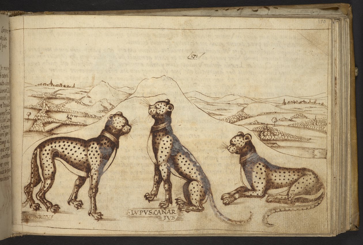 Tilføje. 82955, f.170 Panther (