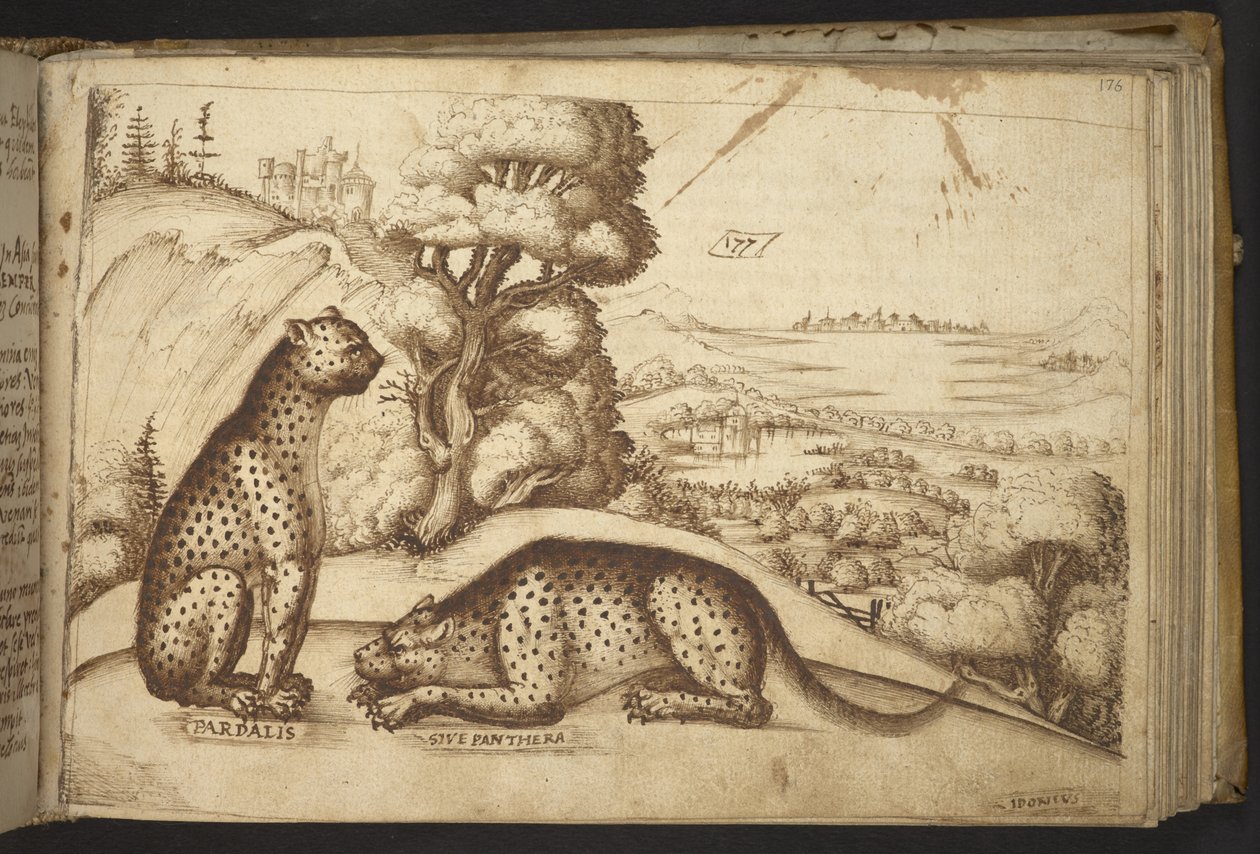 Tilføje. 82955, f.176 Leoparder (
