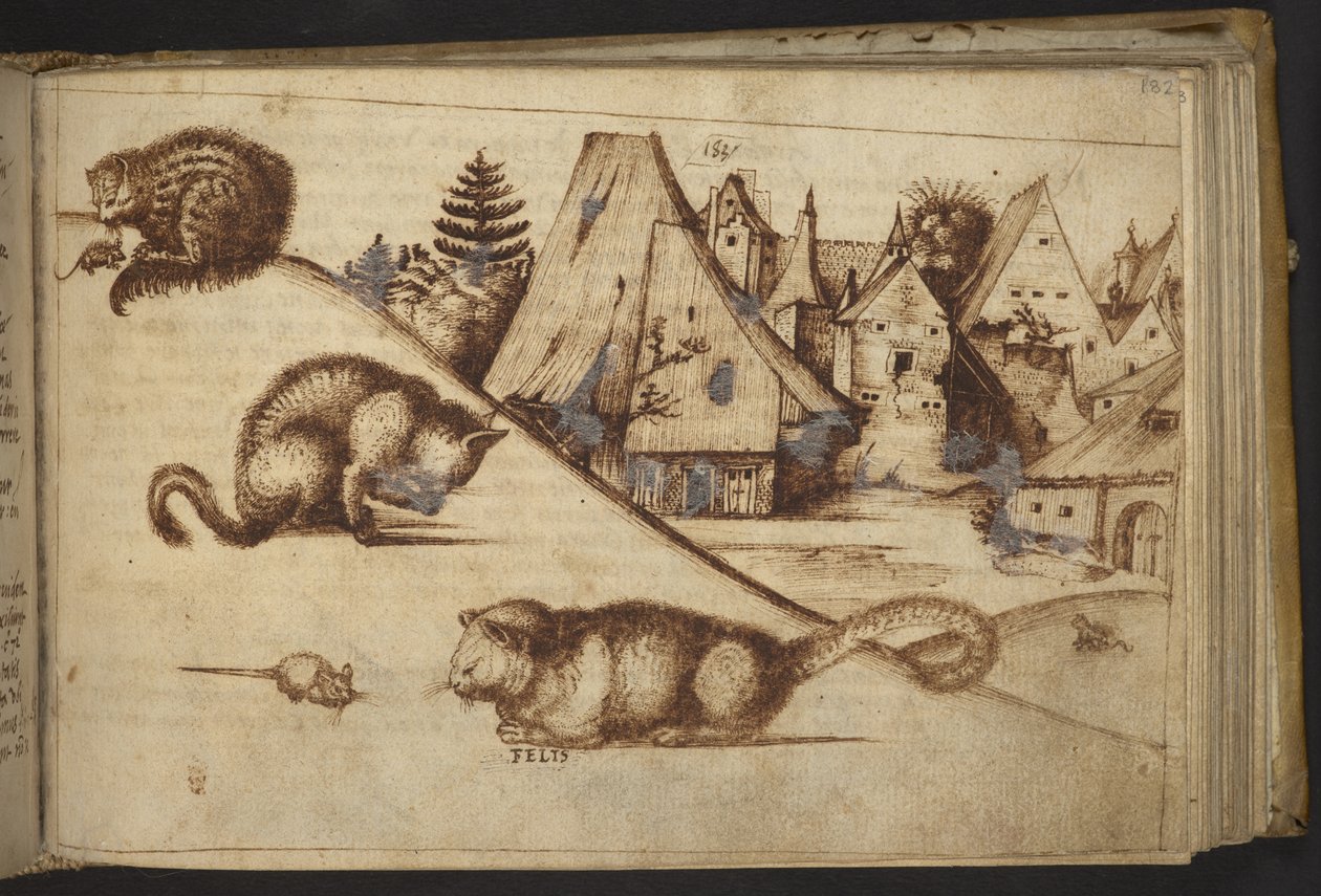 Tilføje. 82955, f.182 Katte, der fanger mus (