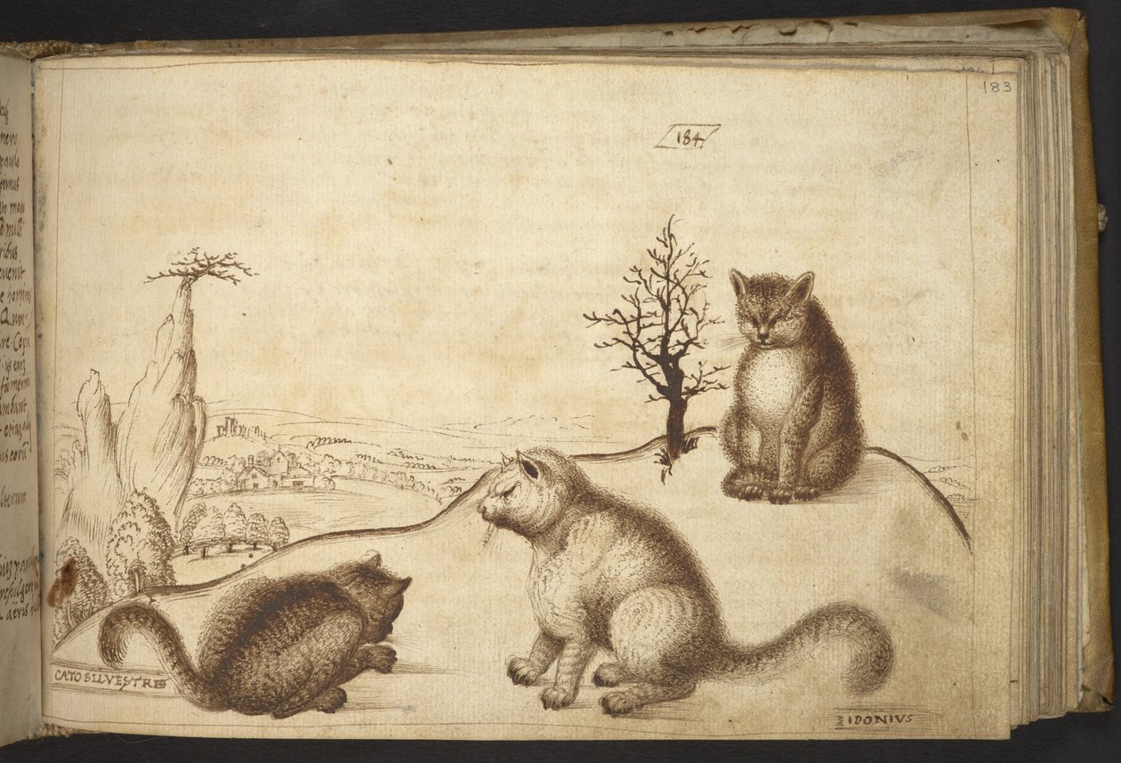 Tilføje. 82955, f.183 Vilde katte (