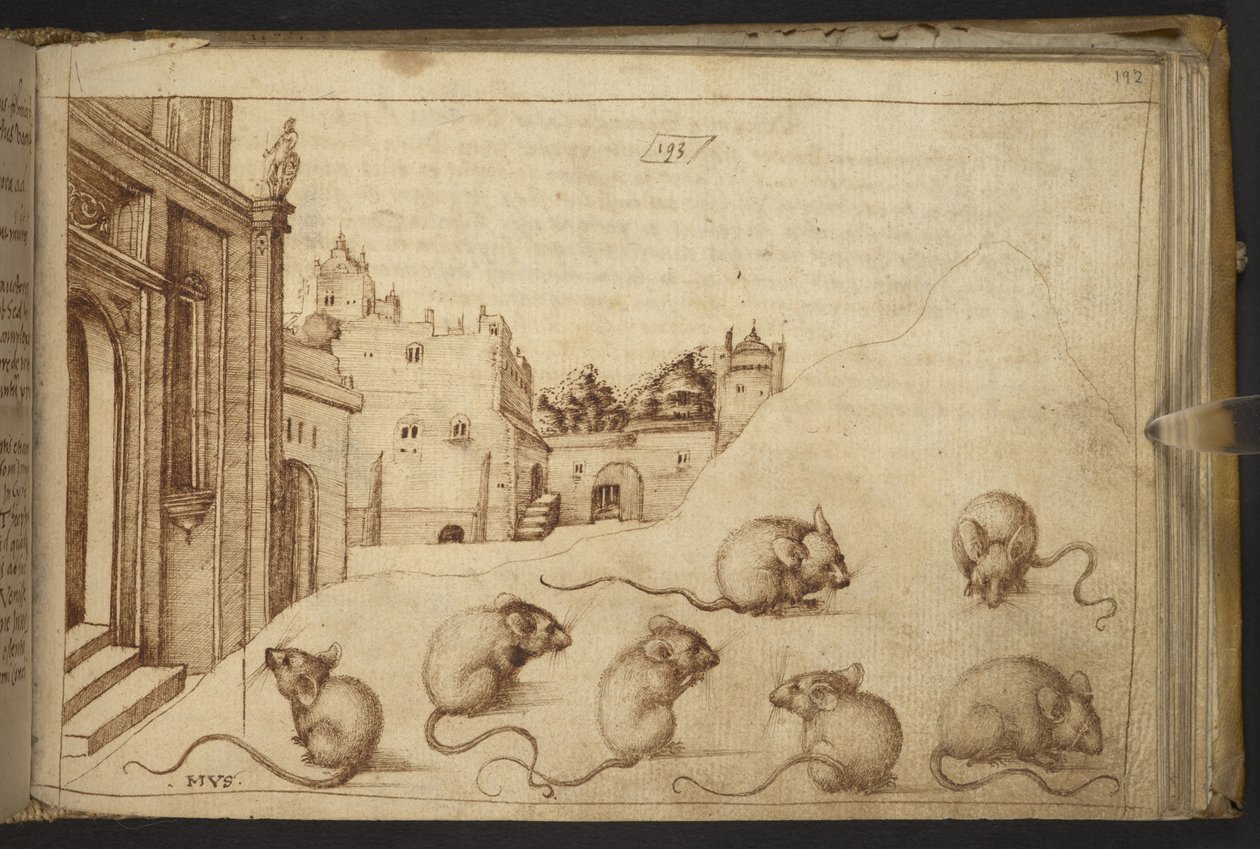 Tilføje. 82955, f.192   Mus (
