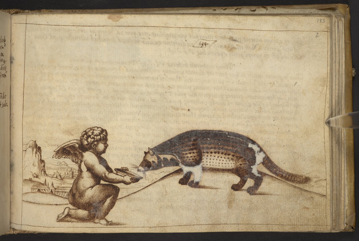 Tilføje. 82955, f.193   Kerub og et væsen.  , fra Historia Animalium, (bestående af 245 pen-og-blæk-tegninger af forskellige dyrearter og mytiske væsner, hver ledsaget af en beskrivelse.)    1595 af Italian School