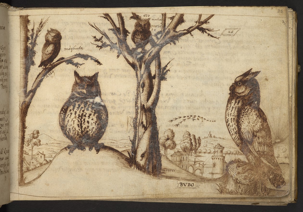 Tilføje. 82955, f.25 Ugler (