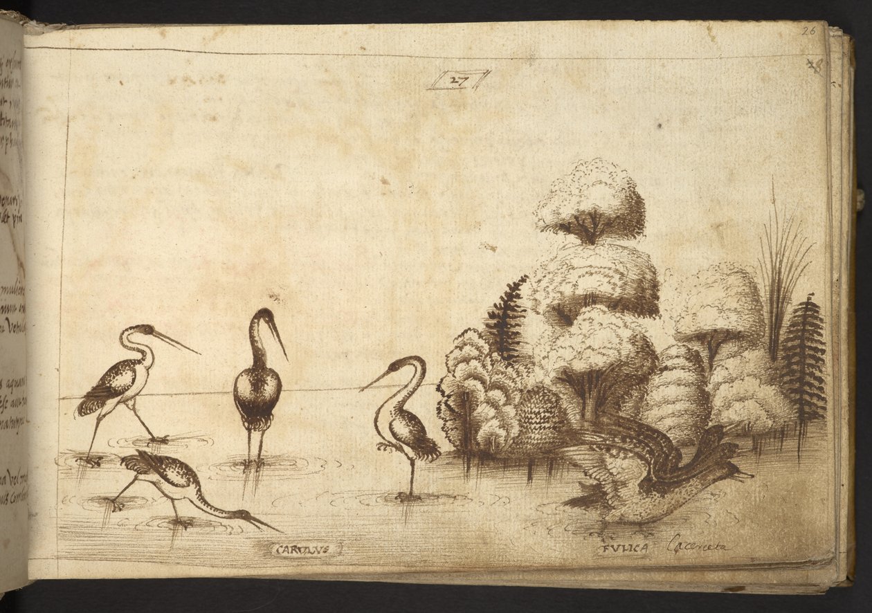 Tilføje. 82955, f.26 Vadefugle (