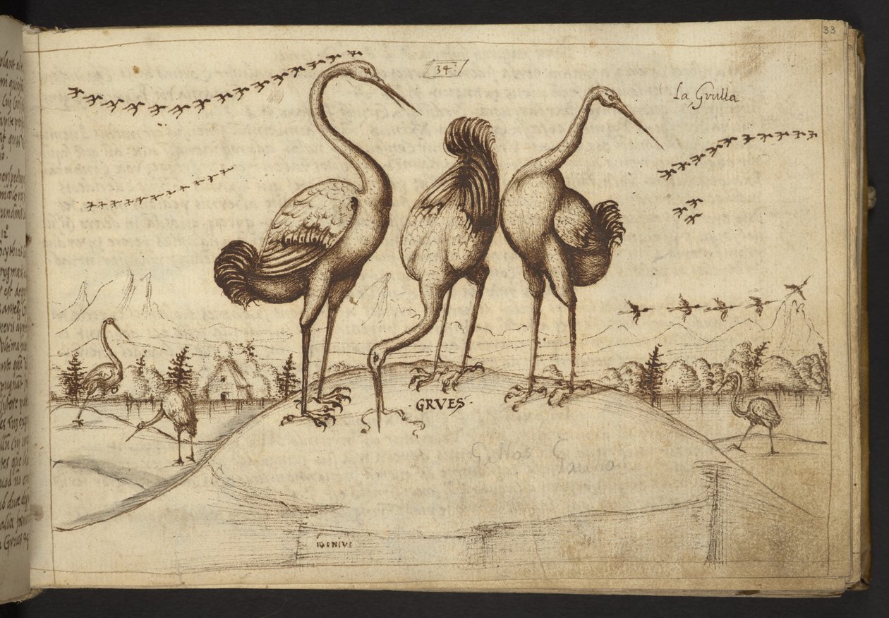 Tilføje. 82955, f.33 Traner (