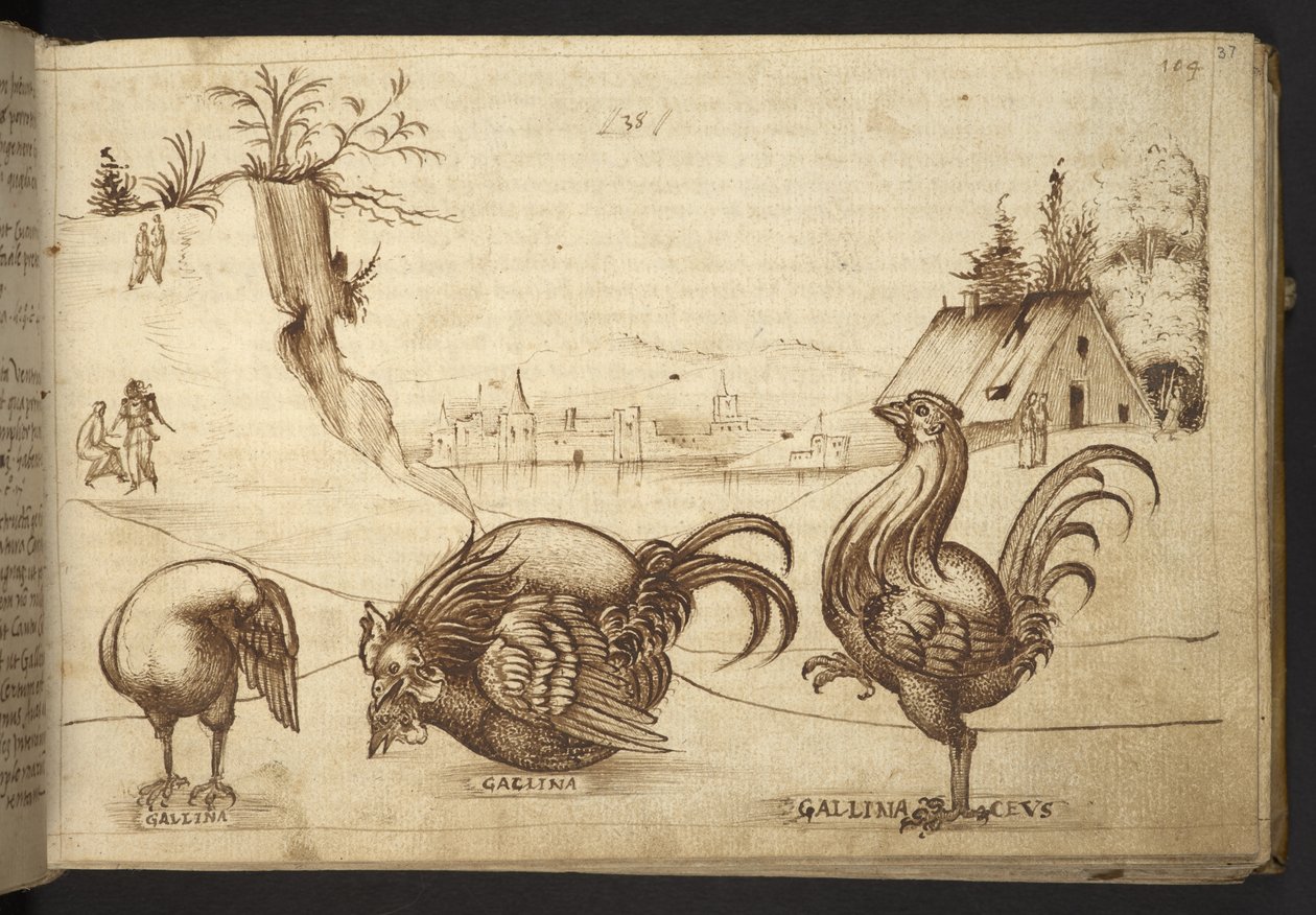 Tilføje. 82955, f.37   Kyllinger (