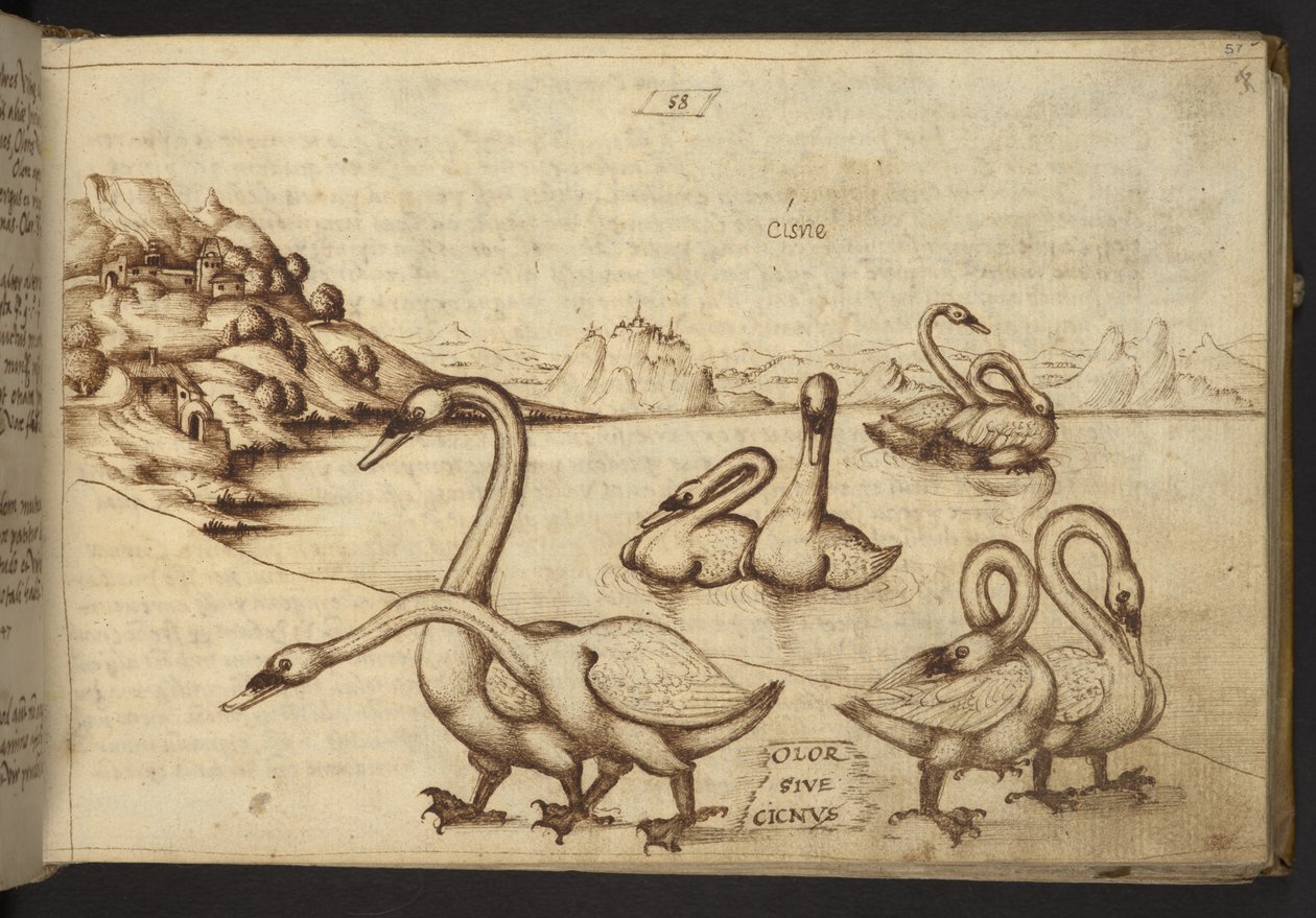 Tilføje. 82955, f.57   Svaner (