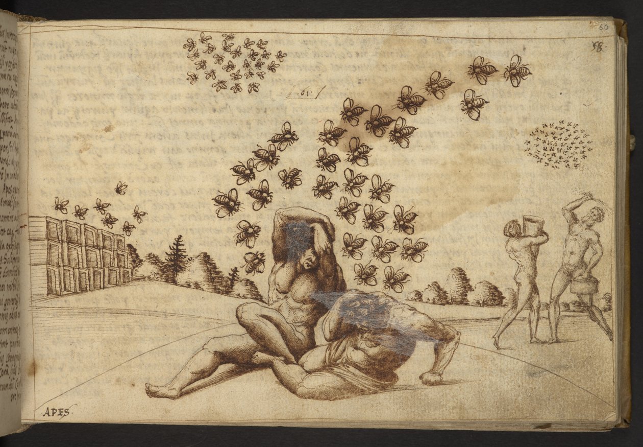Tilføje. 82955, f.60   Bier (