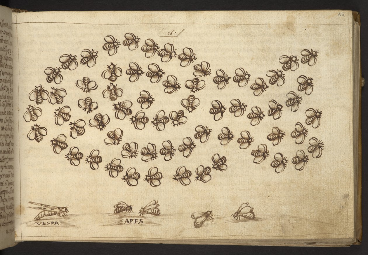 Tilføje. 82955, f.65 Bier (