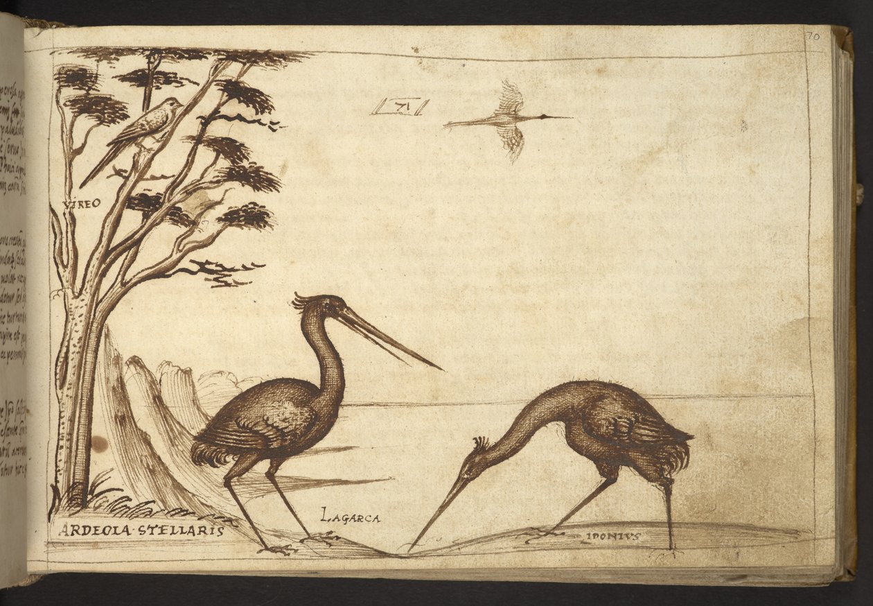 Tilføje. 82955, f.70   Hejre (