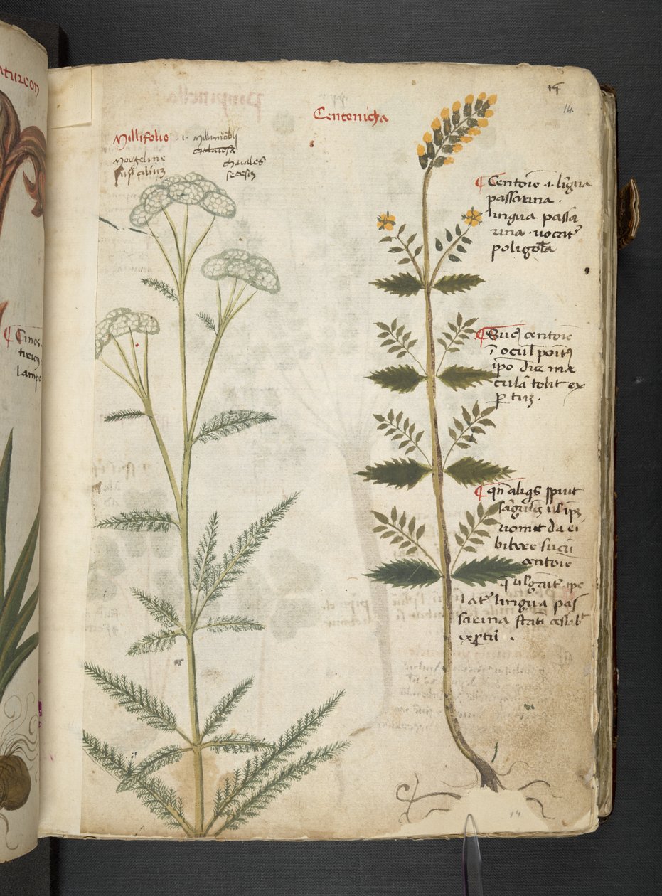 Tilføj MS 41623 