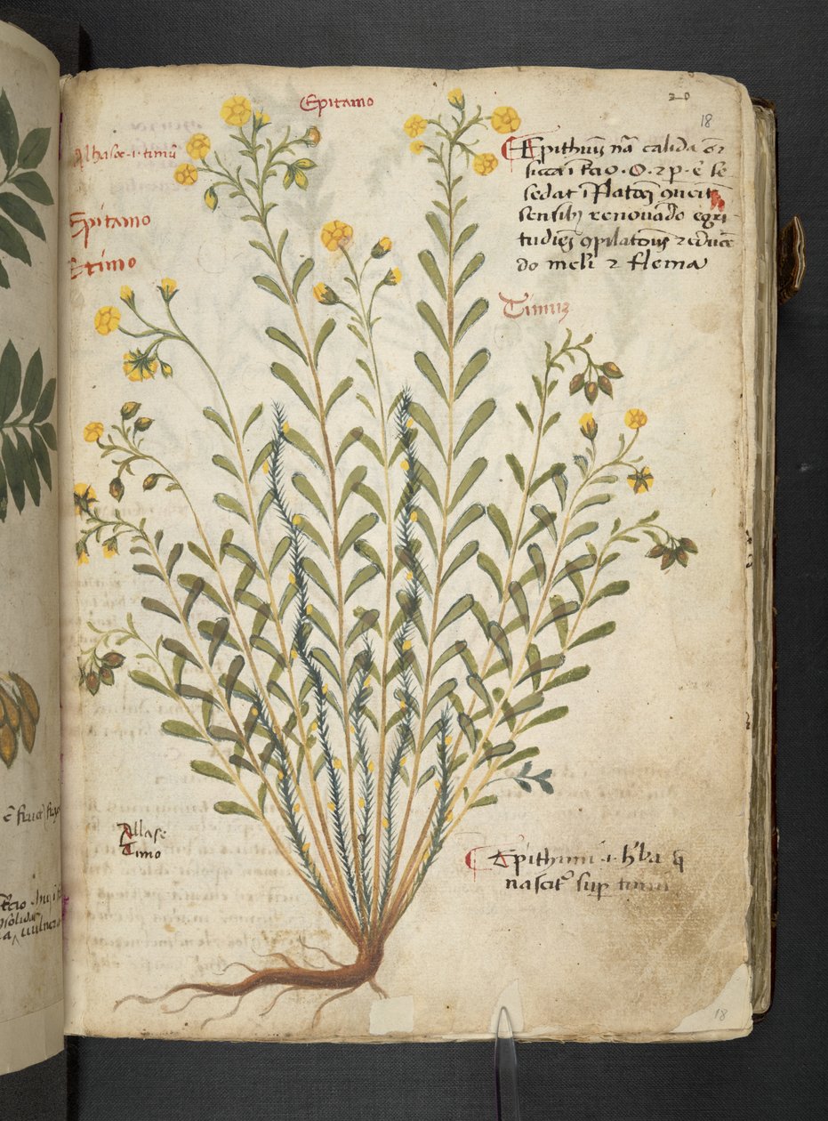 Tilføj MS 41623 