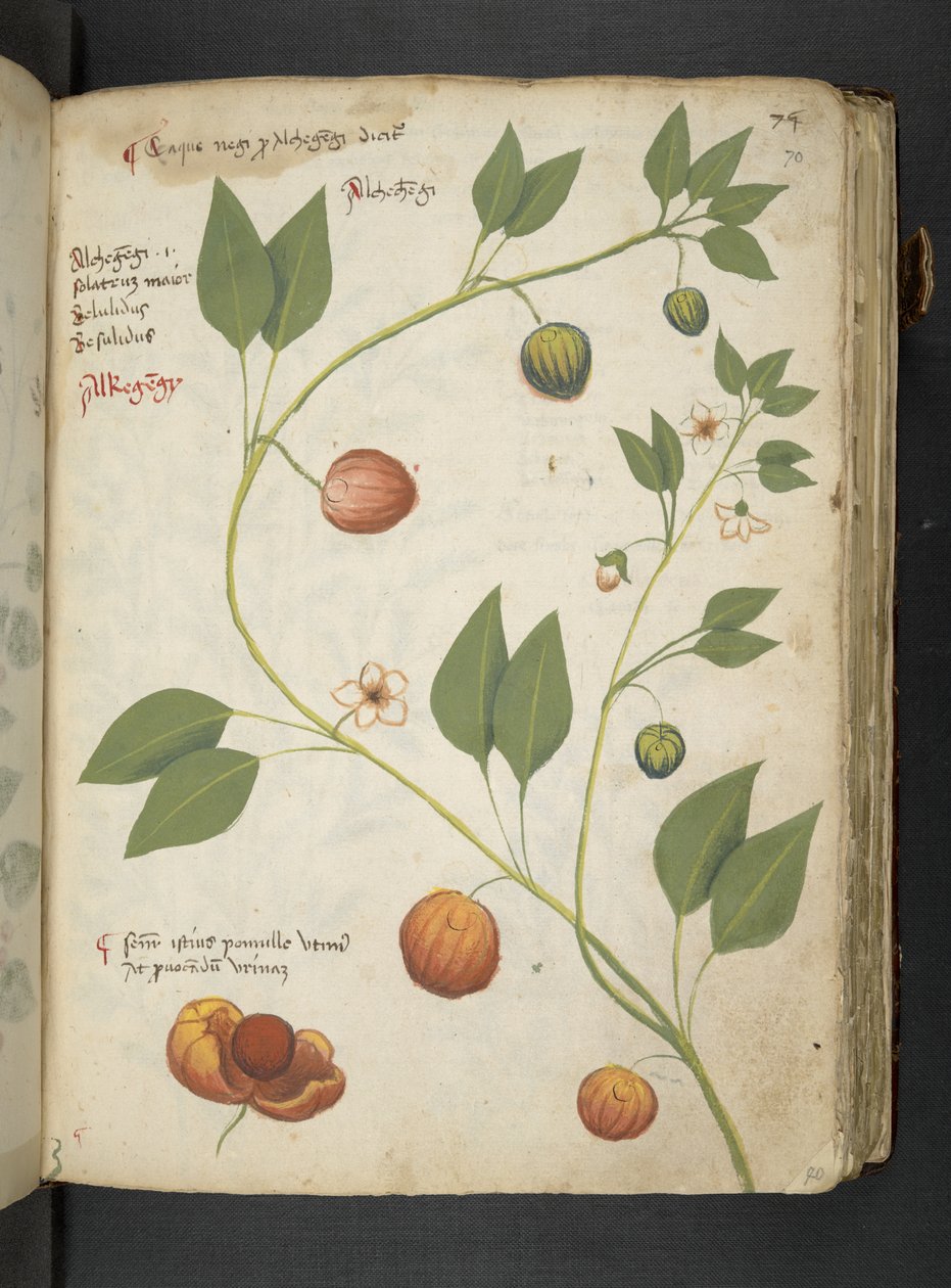 Tilføj MS 41623 