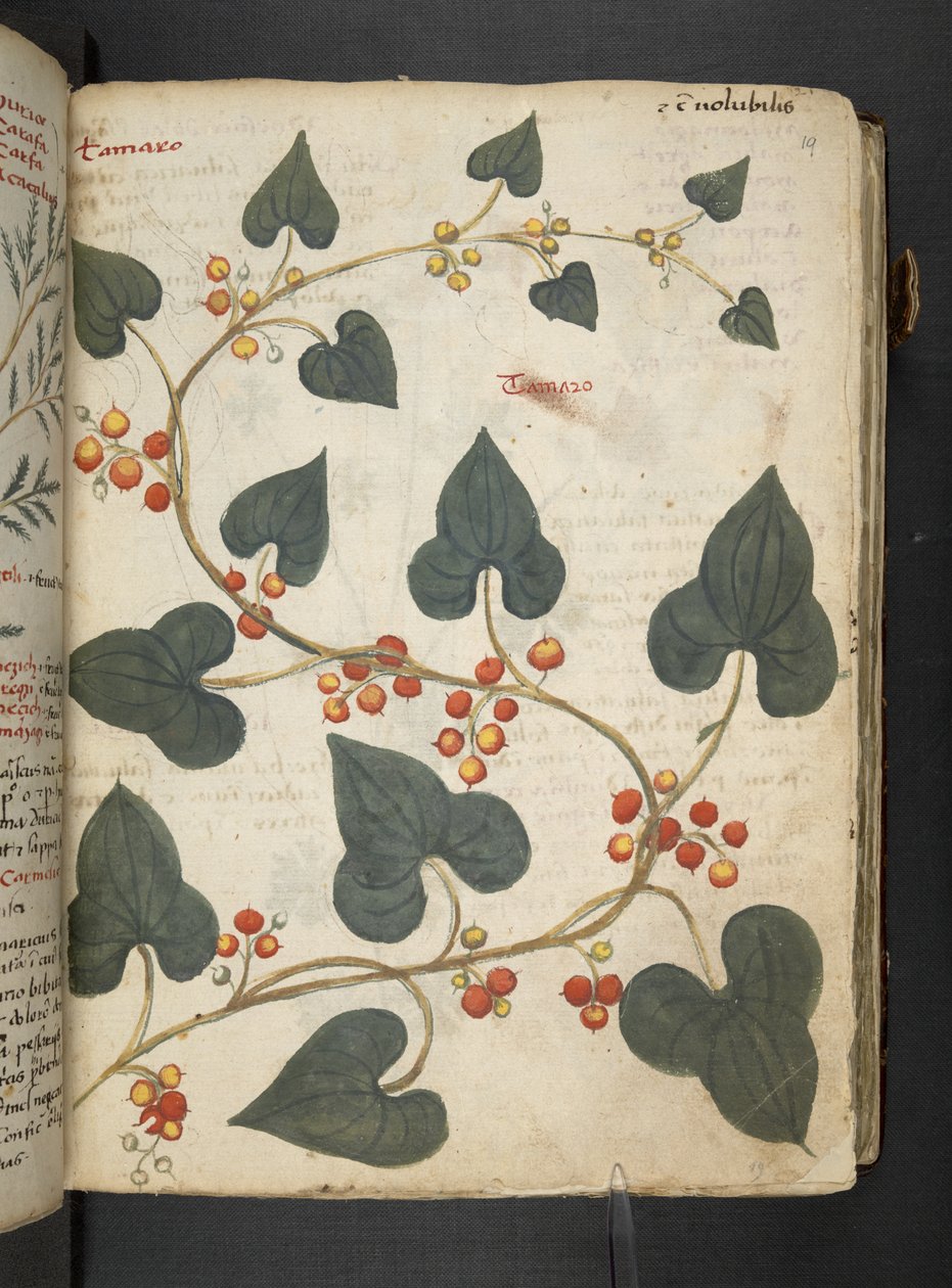 Tilføj MS 41623 