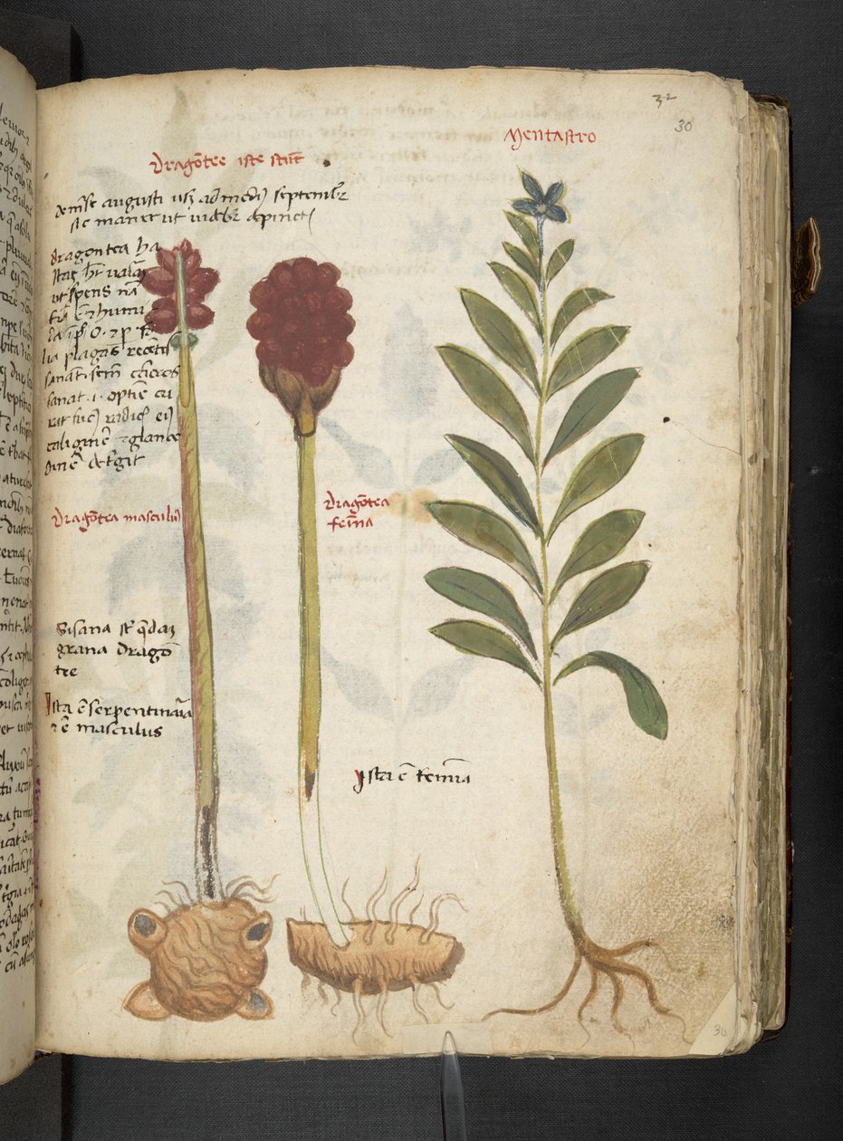 Tilføj MS 41623 