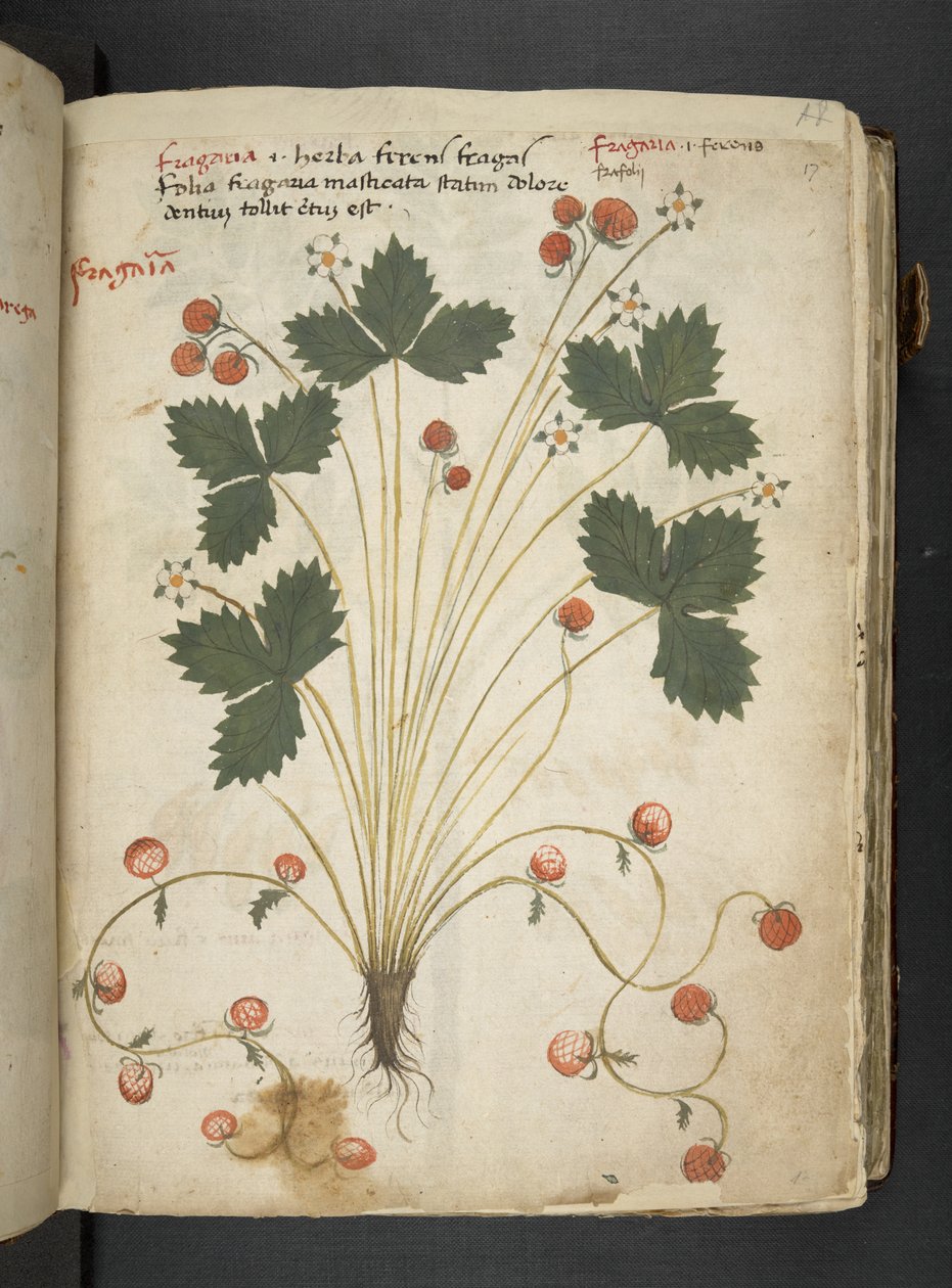 Tilføj MS 41623 