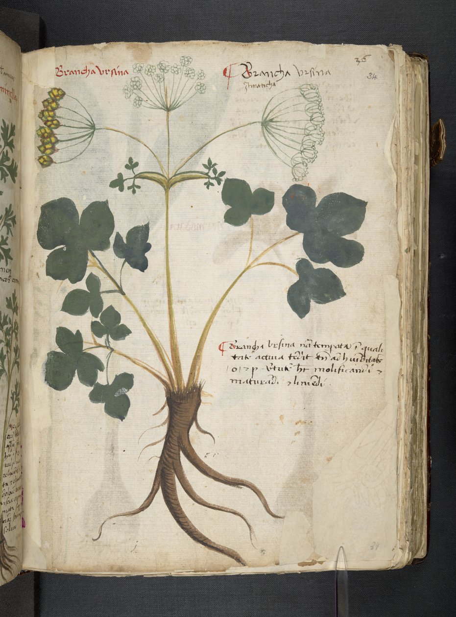 Tilføj MS 41623 