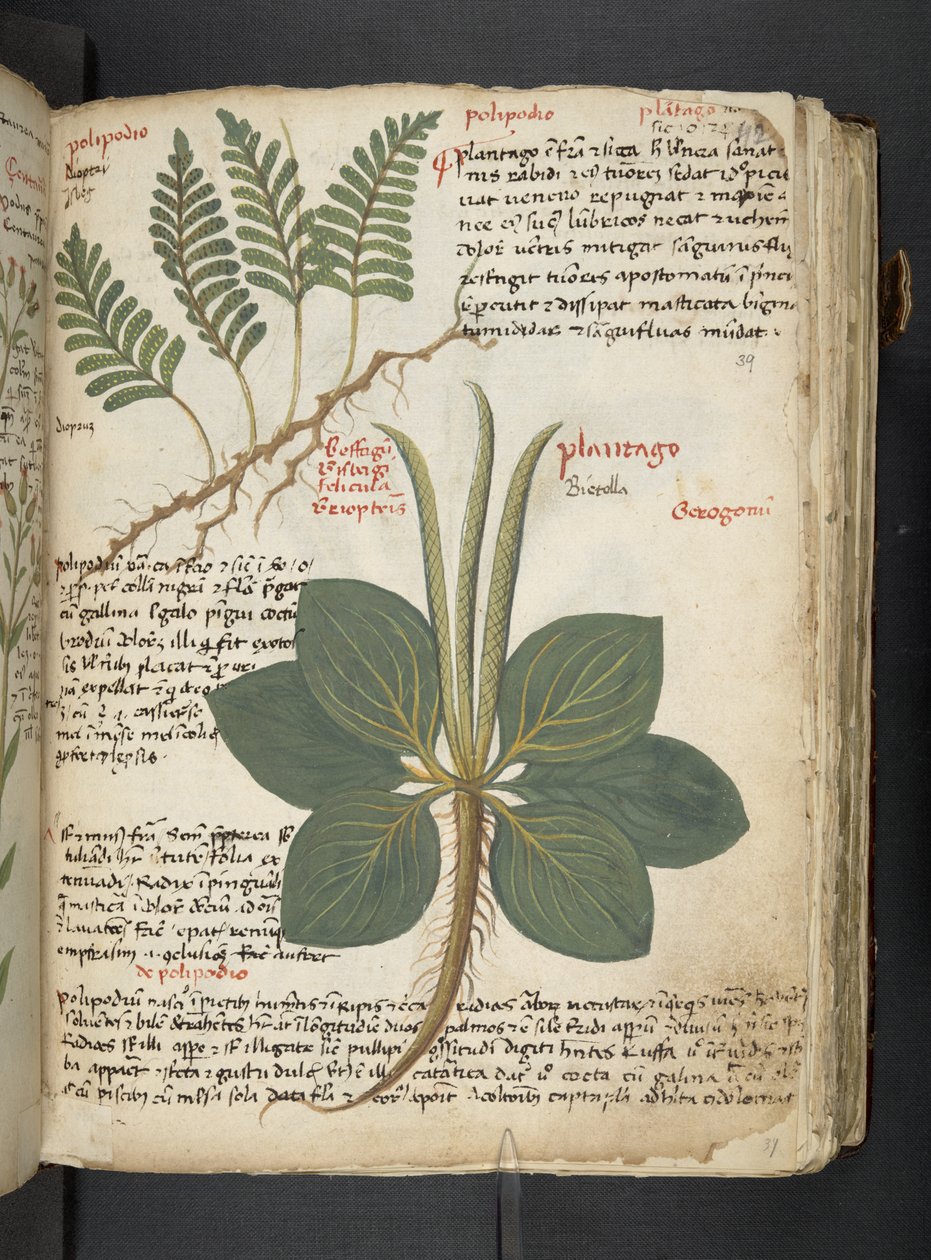 Tilføj MS 41623 