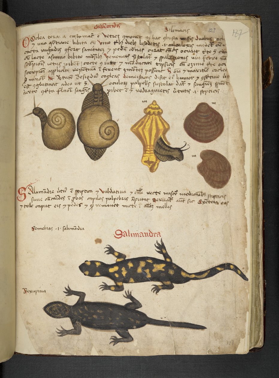 Tilføj MS 41623 Chiocciole og Salamandra, fra 