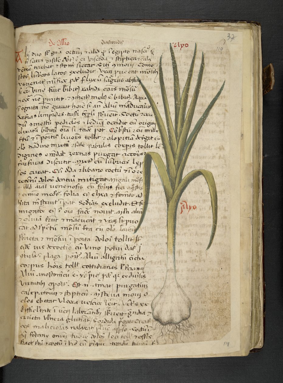 Tilføj MS 41623 De Allio, 