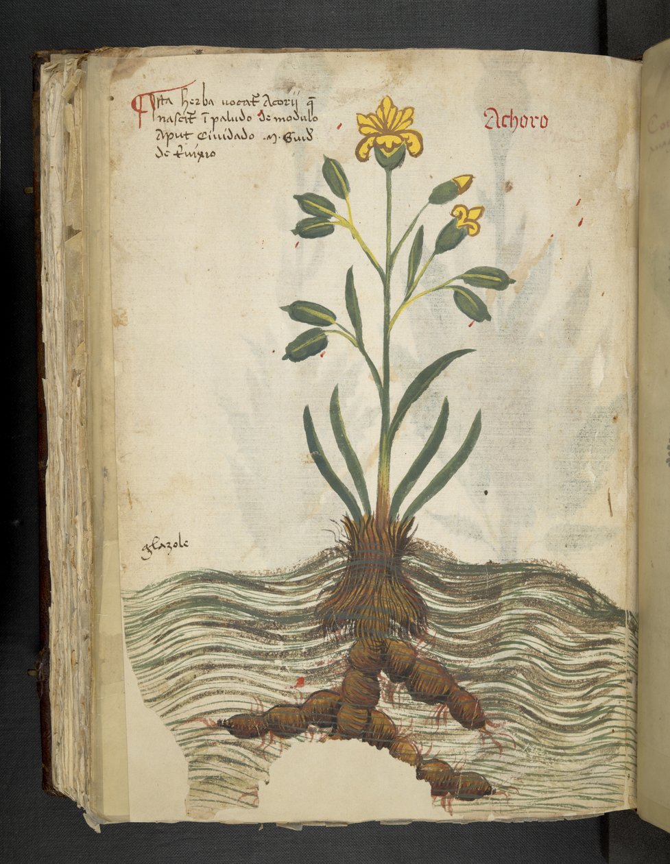 Tilføj MS 41623 f.102v Achoro, fra 