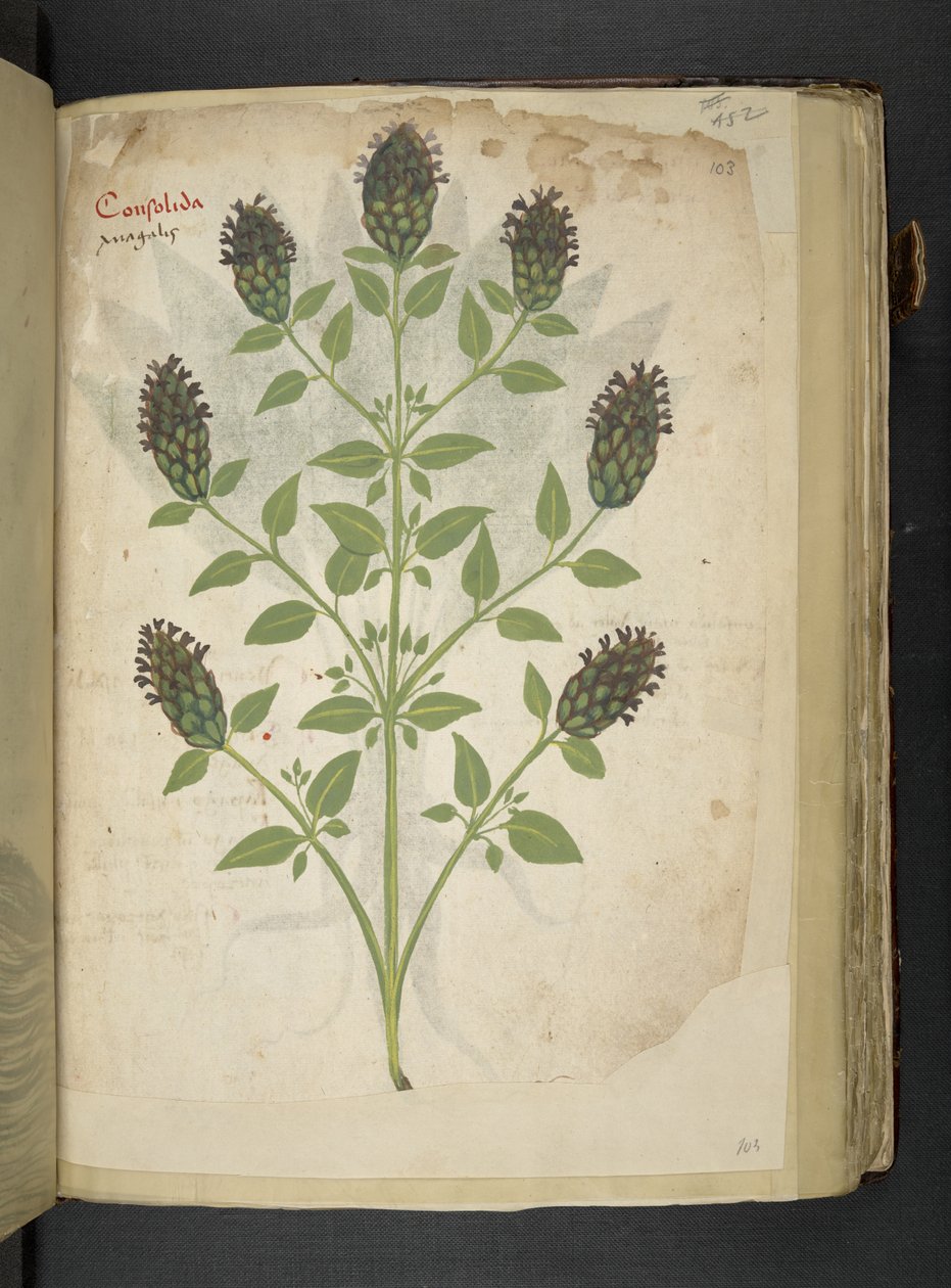 Tilføj MS 41623 f.103r Consolida, fra 
