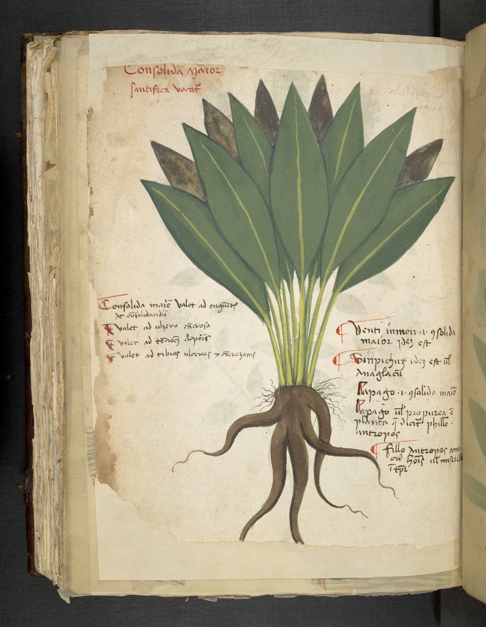 Tilføj MS 41623 f.103v Confolida, fra 